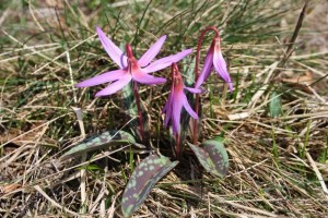 Erythronium dens-canis (2) (1200 x 801)2